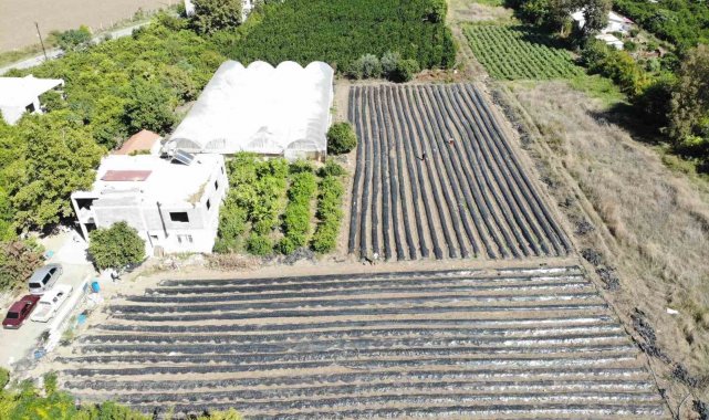 Deprem bölgesinde 34 bin çilek fidesi umutla toprakla buluştu