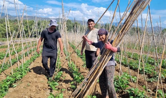 Fethiye'de baklagil üretimi destekleniyor