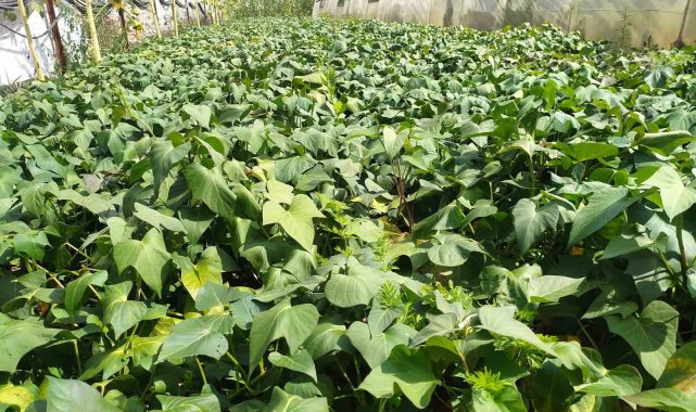 Giresun'da kırmızı tatlı patates üretimi başarıyla test edildi