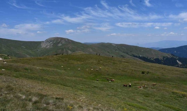 Hayvancılıkla uğraşan vatandaşların geçim kaynağı yaylalar, güzelliği ile mest ediyor