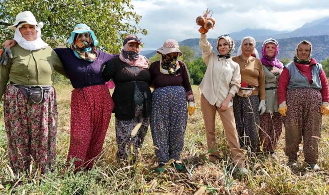 İşçi kadınlar önce hasat ettiler sonra halay çektiler