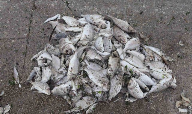 İzmir Körfezi'nde balık ölümleri sürüyor