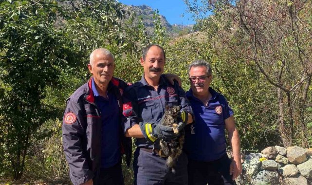 Kafasını kutuya sıkıştıran kedinin imdadına itfaiye ekipleri yetişti