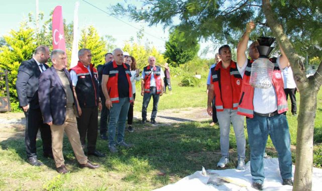 Kahverengi kokarca ile mücadele: Fındık bahçeleri kışlak öncesi ilaçlandı
