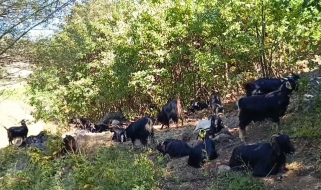 Kamış köyünün başı kurtlarla dertte