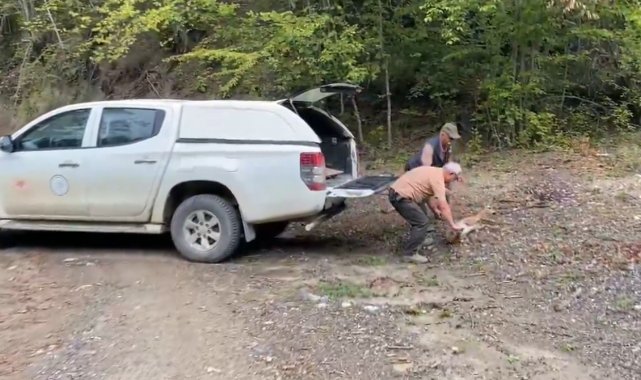 Kastamonu'da tedavisi tamamlanan karaca, doğaya salındı