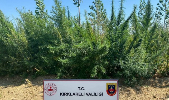 Kırklareli'nde 1 milyon 896 bin 550 kök kenevir ele geçirildi