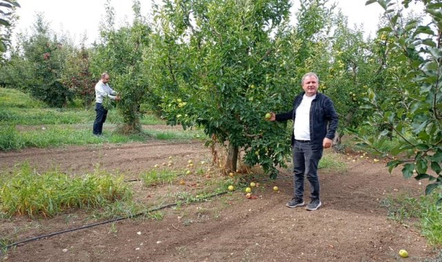 Konya'nın üretim merkezi ilçesinde elma hasadı sürüyor