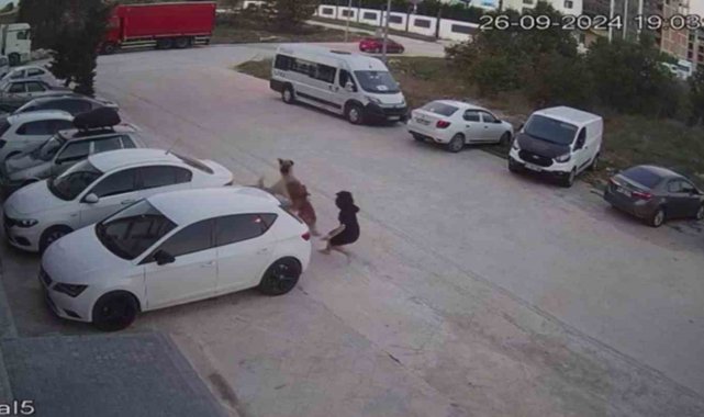 Köpeğini başıboş köpeklerden korumak için kendini siper etti