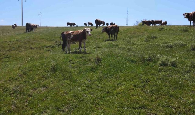Niğde'de 5 bin 202 üretici destekten yararlanacak