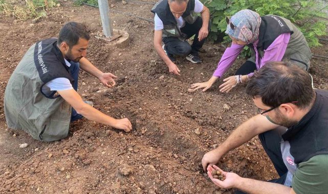 Siirt'te salep üretimi için deneme alanı kuruldu