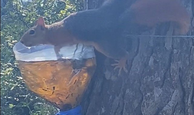 Sinop'ta su içen sincap kameralara yakalandı
