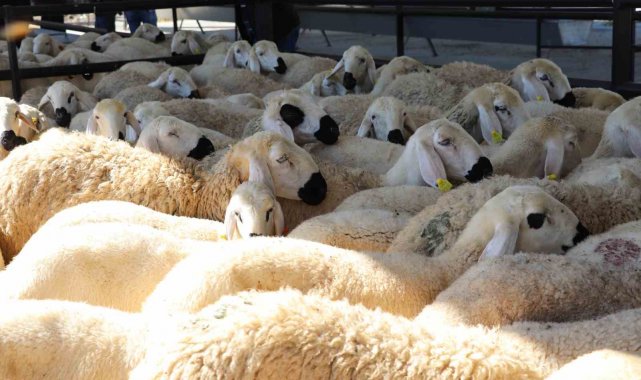 Sivas'ta 6 şanslı yetiştirici koyun ve koçlarına kavuştu