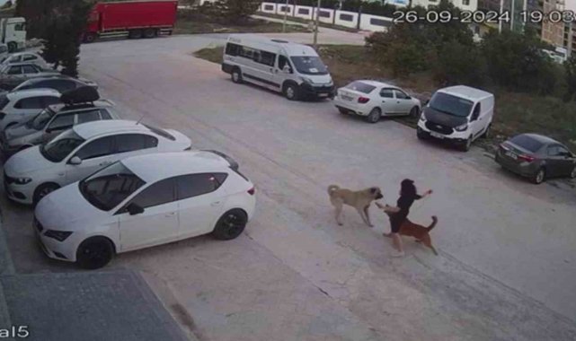 Sokak köpeğinin saldırısına uğrayan Erüstün: Parçalanmaktan zar zor kurtulduk