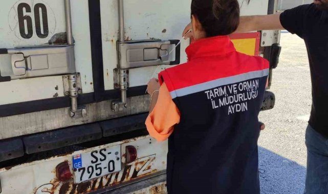 Söke'den Rusya ve İtalya'ya balık ihracatı