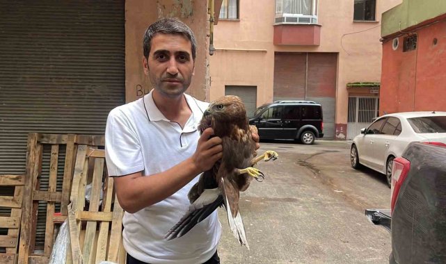 Yolda yaralı kartal buldu, sağlığına kavuşması için ekiplere teslim etti