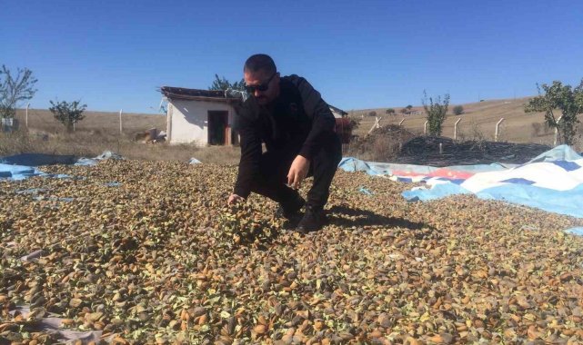 Yozgat'ta badem hasadı başladı