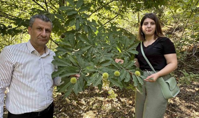 Yüksekova'da kestaneler canlanıyor: Ekim ayında hasada başlanacak