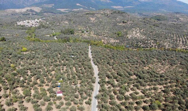 2024-2025 zeytin sezonunda 3 milyon 600 bin ton zeytin, 750 bin ton sofralık zeytin, 2 milyon 850 bin ton yağlık zeytin ve 475 bin ton zeytinyağı rekoltesi bekleniyor