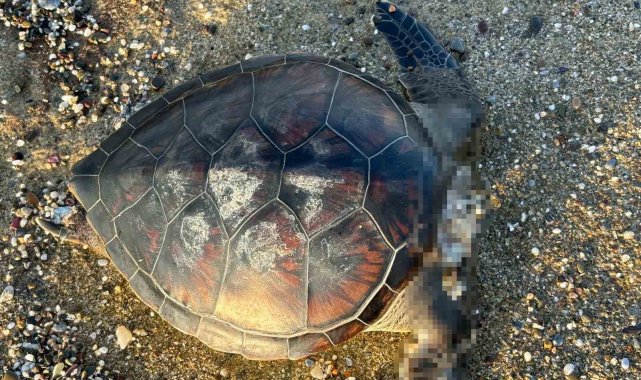 Alanya'da caretta caretta ölüsü bulundu