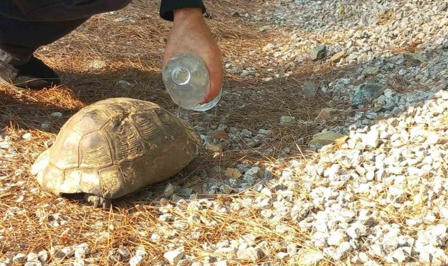 Alevlerden kaçan kaplumbağa güvenli alana bırakıldı