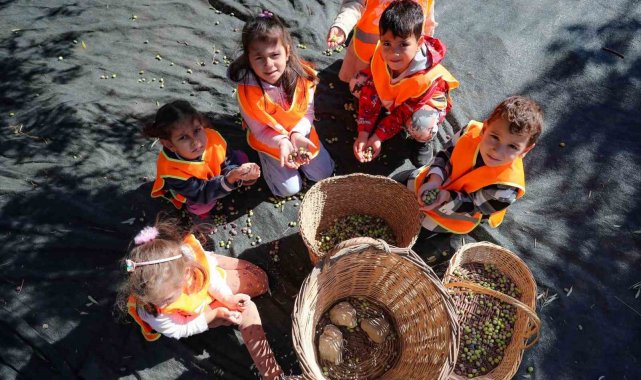 Aliağalı minik öğrenciler Şakran'da zeytin hasadı yaptı