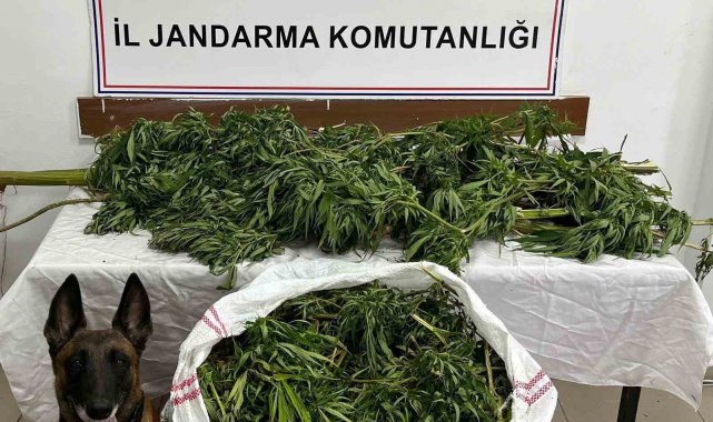 Artvin'de 15,5 kilo esrar yakalandı: 1 zanlı tutuklandı