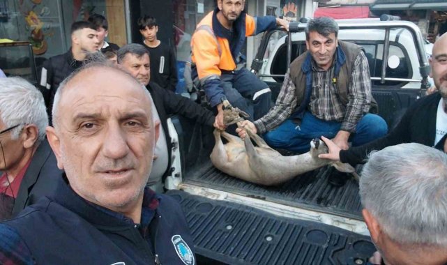 Artvin'de dereye düşen karacayı vatandaşlar kurtardı
