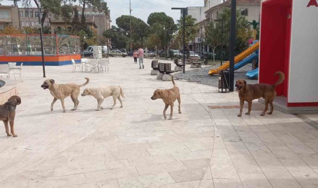 Aydın'da 'sokak köpekleri sorunu' büyüyor