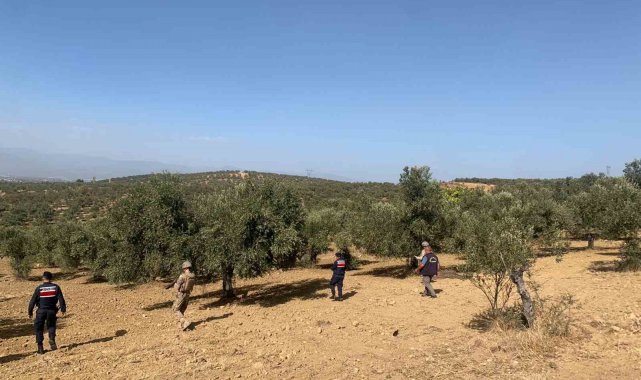 Balıkesir'de zeytinliklere jandarma koruması