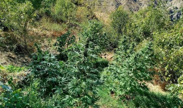 Bingöl'de 505 kök kenevir ele geçirildi