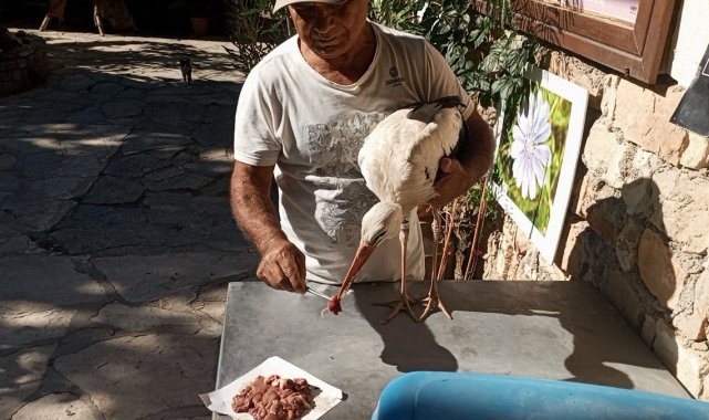 Bulgaristan'dan Kuşadası'na gelen yaralı leylek tedavi edilip, doğaya salındı
