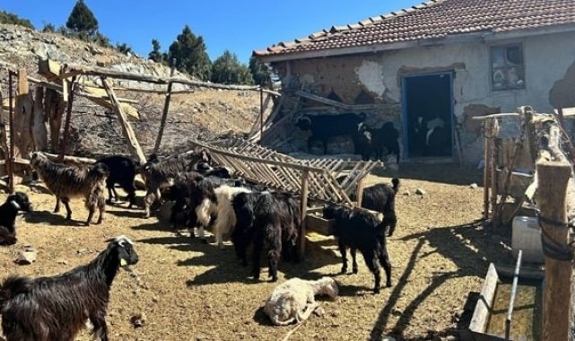 Burdur'da kaybolan 42 küçükbaş hayvan jandarma ekipleri tarafından bulundu
