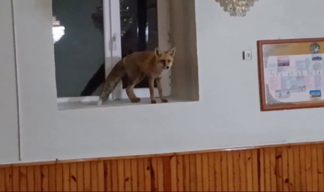 Camiye giren tilki gülümsetti