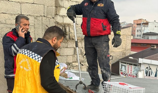 Çatıda mahsur kalan kedi itfaiye ekipleri tarafından kurtarıldı