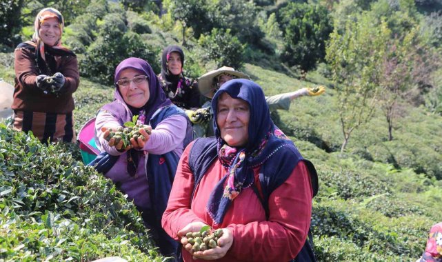 Çayın yaprağı da çöpü de tohumu da para ediyor