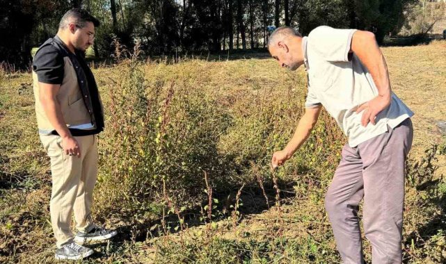 Çiftçilere gübreleme ve ilaçlama programları hazırlandı