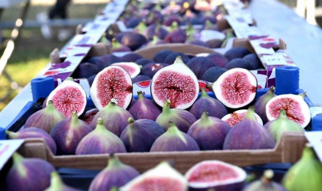 Coğrafi tescilli siyah incirin ihracatı 10 bin tonu aştı