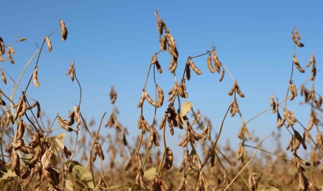 Diyarbakır'da bu yıl 35 bin dekar soya fasulyesi ekildi