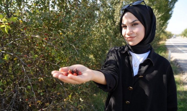 Doğal şifa deposu kuşburnunun toplanma sezonu devam ediyor