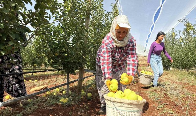 Doğanşehir'de elma hasadı başladı