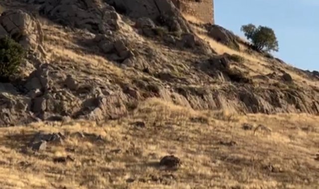 Elazığ'da dağ keçileri sürücü halinde görüntülendi
