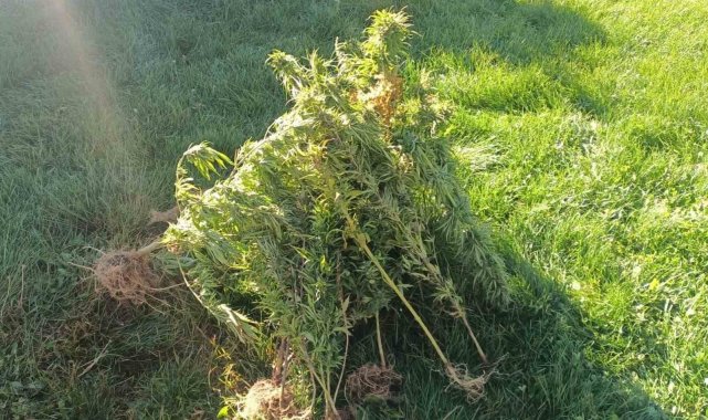 Erzurum'da jandarma 40 kök kenevir ele geçirdi