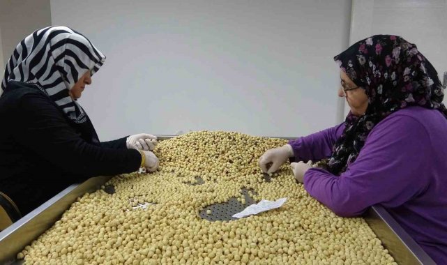 Fındıkta hasat ve kurutma bitti; kırma, kavurma ve paketleme dönemi başladı