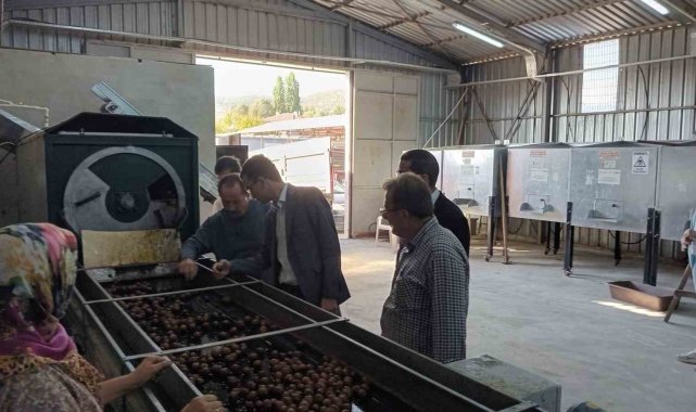Gölpazarı'nda cevizler kurutmaya bırakıldı