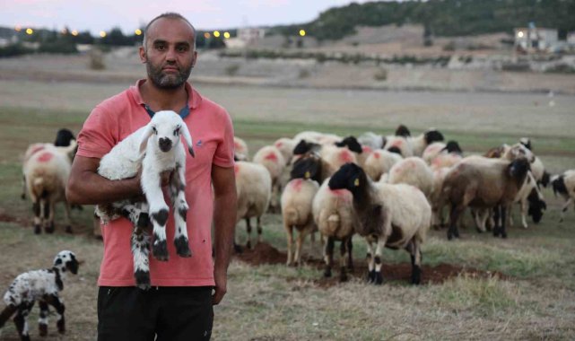 Hayvan yetiştiricileri, hayvanlarının çobanlığını da kendileri yapıyor