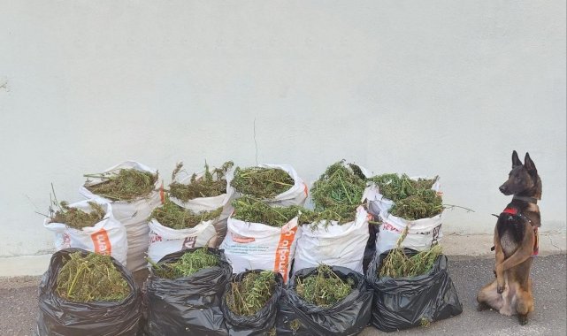 Jandarma'dan uyuşturucu operasyonu