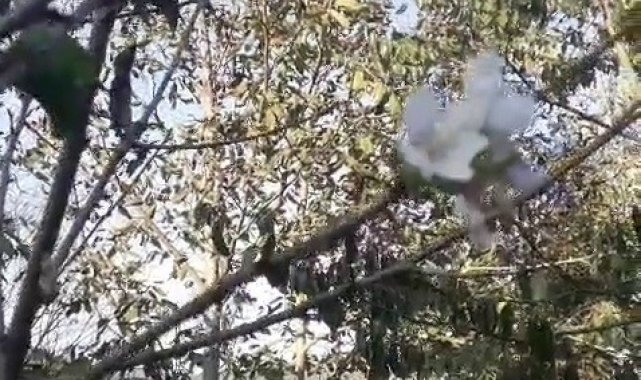Karabük'te elma, erik ve kiraz ağaçları ekim ayında çiçek açtı