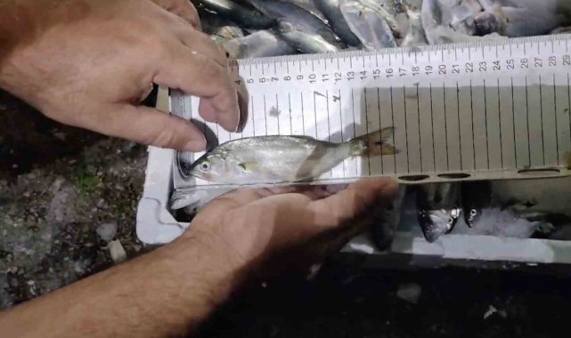 Kastamonu'da 56 kasa avlanabilir boydan küçük balık ele geçirildi