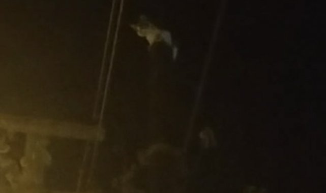Kedi, telefon direğinde mahsur kaldı